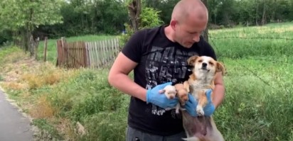 Foto: Reprodução/ Dog Rescue Shelter Mladenovac, Serbia