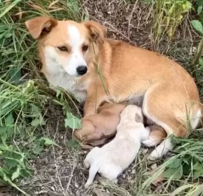 Foto: Reprodução/ Dog Rescue Shelter Mladenovac, Serbia