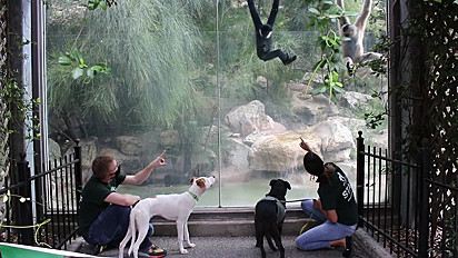 Muito curiosos, os cães observavam atentamente cada animal do zoológico.
