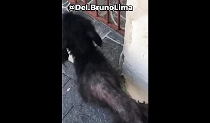 O animal vivia a mercê da própria sorte.