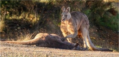 Foto: Facebook / Australian Society for Kangaroos