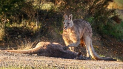 Foto: Facebook / Australian Society for Kangaroos