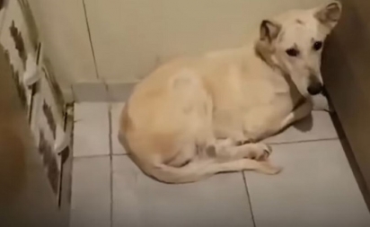O antigo dono da cadelinha era um caçador e afirmava que ele estava doente. (Foto: Reprodução Youtube/The Dodo)