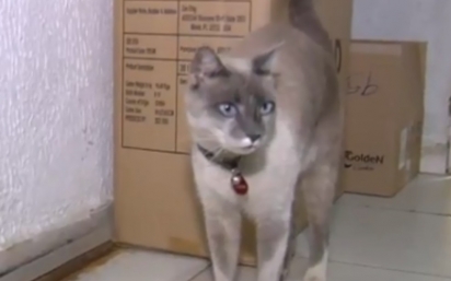 O gatinho Gaspar deu um susto no seu dono, quando soube que de Goiás ele foi parar em Mato Grosso do Sul. (Foto: Reprodução / TV Anhanguera)