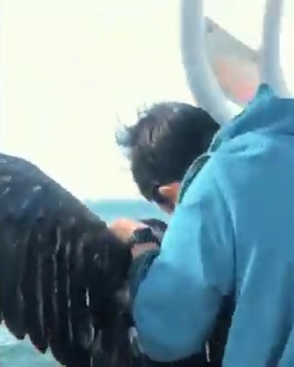 Ao perceber que a águia estava se afogando, o homem se apressou para salvá-la. (Foto: Reprodução Youtube / Feed in mind)