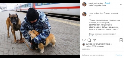 Foto: Instagram / corgi_police_dog