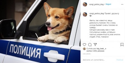 Foto: Instagram / corgi_police_dog