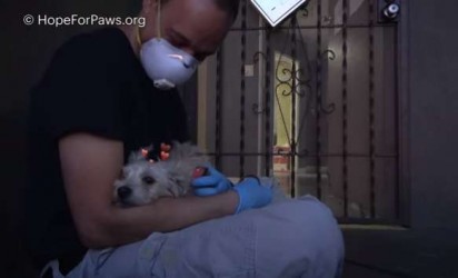 Foto: Reprodução / Hope For Paws - Official Rescue Channel