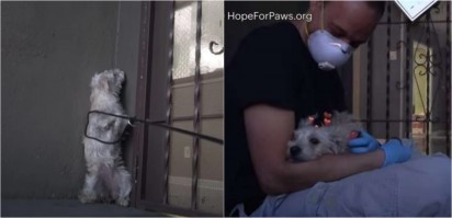 Foto: Reprodução / Hope For Paws - Official Rescue Channel