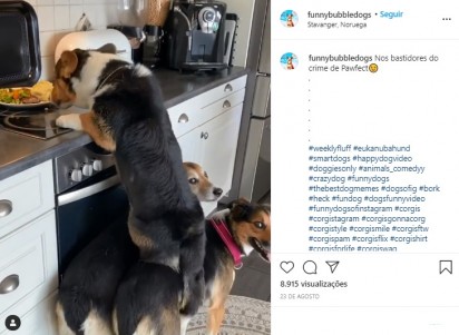 Foto: Reprodução Instagram / funnybubbledogs