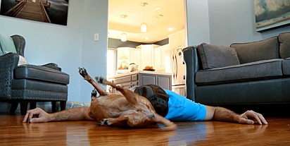 A cachorrinha Penny se rola no chão querendo chamar a atenção do dono.