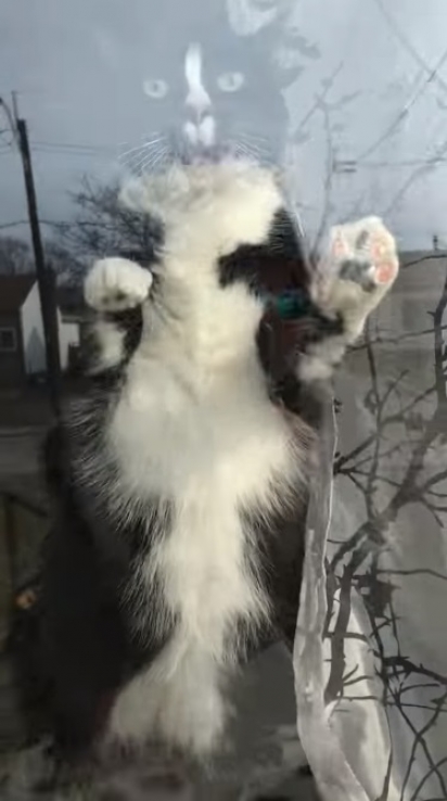 O gato encara a carteira e ataca o vidro na tentativa de assustá-la. (Foto: Reprodução Youtube / Debra Anderson)