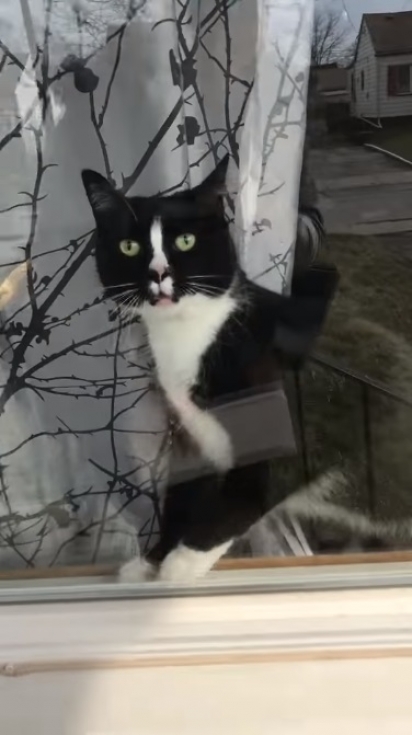 Gato não gosta da chegada do carteiro em sua casa. (Foto: Reprodução Youtube / Debra Anderson)