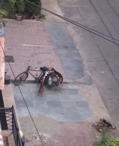 Ao verem a bicicleta com latão de leite, cachorros se aproximam para tentar derrubá-la. (Foto: Foto: Reprodução Youtube / ViralHog)