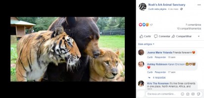 O tigre, o urso e o leão se acariciando. Foto: Facebook / Noahs Ark Animal Sanctuary