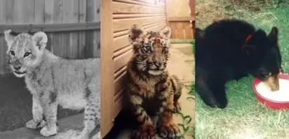 Video Amizade Improvavel Entre Leao Urso E Tigre Dura Mais De 15 Anos