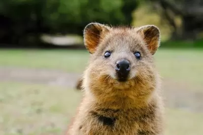 ANIMAIS FOFOS - VIDEO DE ANIMAIS FOFINHOS 