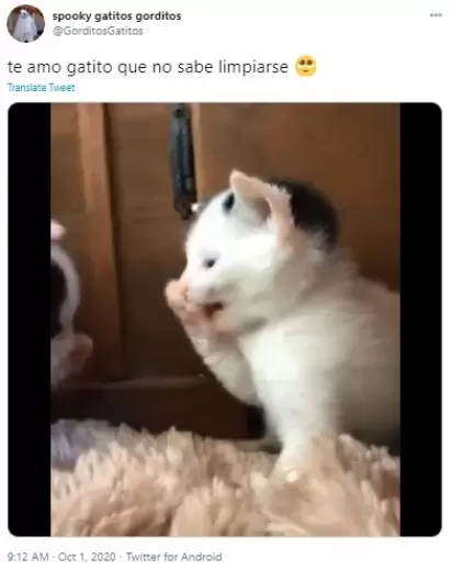 Vetores de Três Gatinhos Que Comem O Leite Bebendo Da Bacia Da Placa  Conceito De Alimentação Do Gato Engraçado Kawaii Bebê Gatinho Família  Animal Jogo Bonito Do Caráter Do Animal De Estimação