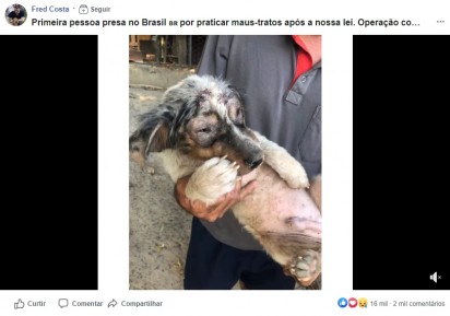 Um dos cinco cães que foram resgatados.(Foto: Reprodução Facebook/Fred Costa)