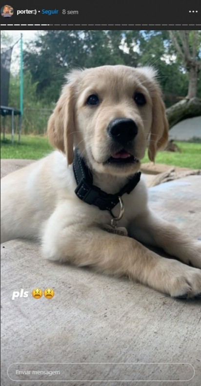 Porter, cão labrador de Alyssa Isabel. (Foto: Instagram/alyssaisabelg) 
