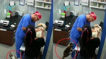 Gato observa e ataca o assistente de veterinário Argenis Perez. (Foto: TikTok/argenisperez5)