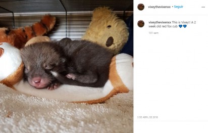 A raposa Vixey, ainda filhote. (Foto: Instagram/vixeythevixenxx)