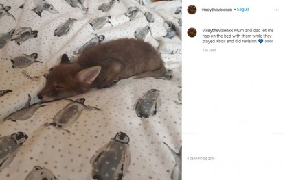 A raposa Vixey, dormindo. (Foto: Instagram/vixeythevixenxx)