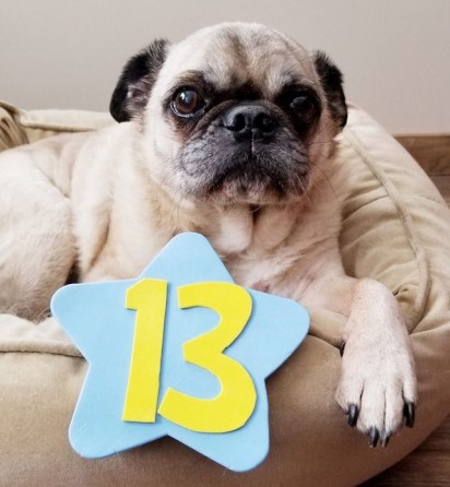 “Olá Emma! Meu nome é Hamdi e moro em Quebec, Canadá. Eu sou um pug de 13 anos. Adoro conhecer novos amigos! Estou mandando muitos beijos e estarei pensando em você.” - (Foto: Isabelle, proprietária de Hamdi, via GoFundMe) 