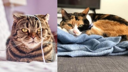 Gatos deixam qualquer ambiente feliz. (Foto: Reprodução/Juan Gomez | Instagram/speedy.cat1)