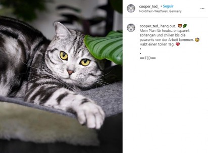 Gatos amenizam o isolamento social. (Foto: Instagram/cooper_ted_)
