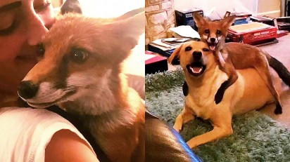 Raposa é adotada e faz amizade com a cadela da família. (Foto: Instagram/vixeythevixenxx)