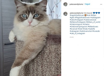 Os entrevistados disseram ter descoberto um novo local em que seu gato gosta de se esconder. (Foto: Instagram/palaceandplume) 