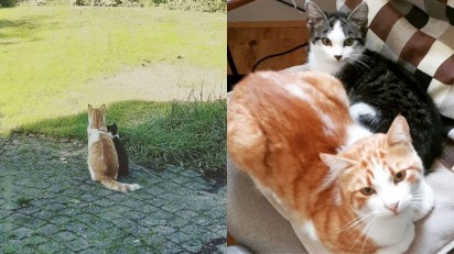 Gato Stavro, faz amizade com gatinho perdido e dona adota-o. (Foto:Instagram/@ la_riek)