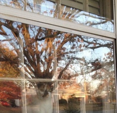 Gatinho olhando a rua pelo vidro da janela e reflexo da árvore dá bem na sua cabeça, como se fizesse parte do seu corpo. Foto tirada em resposta a Amanda Hyslop no Twitter. (Foto: Twitter/@avidreadingmom)