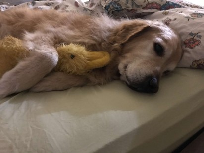 O cão Zep adora abraçar seu brinquedo Quackity. (Foto: Arquivo Pessoal/Amber Gerick) 
