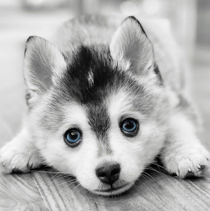 Filhote de pomsky, de olho azul. (Foto: Instagram/rarepups)