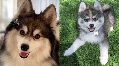 Pomskys, cães metade husky e metade lulu-da-pomerânia (Foto: Instagram/normanthepomsky)