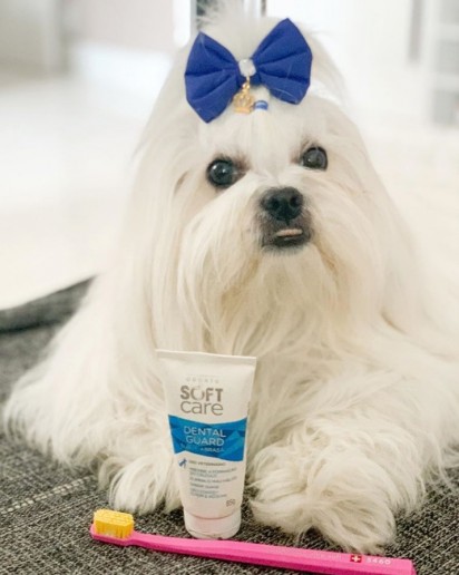 Utilização de produtos de higiene bucal específicos para cães é fundamental. (Foto: Instagram/mellhasa5)