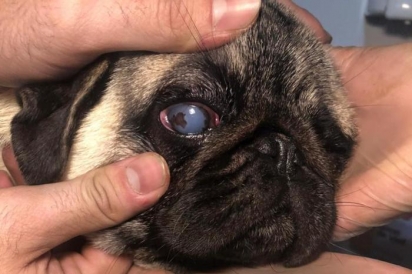 A maioria dos cachorros estavam com a saúde debilitada. Uma das doenças, problemas oculares. (Foto: Divulgação/SOS PUG)