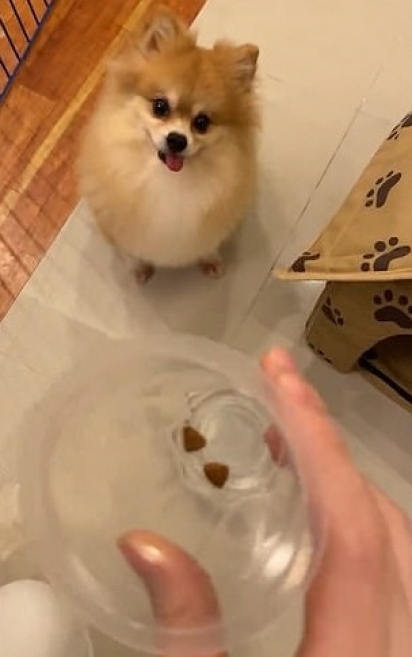 Cão Lulu da Pomerânia recusa nova dieta e vídeo engraçado é