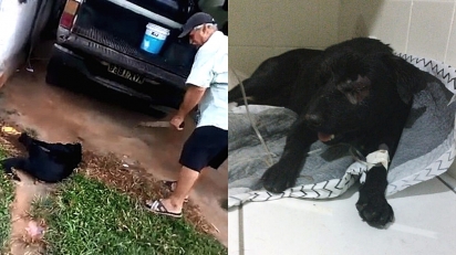 Homem é preso em Maceió por maltratar cão. Animal se recupera após o ataque. (Foto: Reprodução/G1 | Instagram/rosanajamboadv)