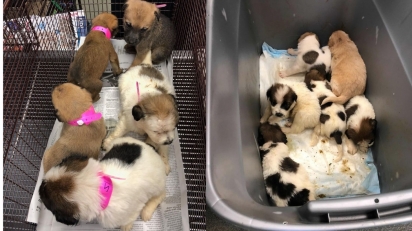 Indivíduo abandonou 22 filhotes de cachorro em frente a consultório veterinário. (Foto: Facebook/San Antonio Pets Alive)