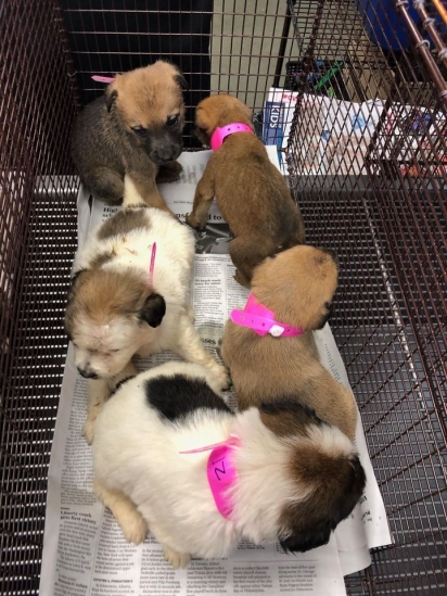 22 filhotes de cachorro foram abandonados em frente a consultório veterinário. (Foto: Facebook/San Antonio Pets Alive)