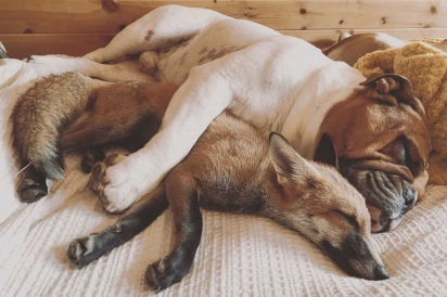 O buldogue Ernie e a raposa Marley criaram um grande vinculo afetivo. (Foto: Reprodução/Kennedy News and Media) 