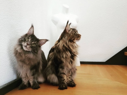Os gatos Hugo e Nemo. (Foto: Instagram/hugo_and_nemo_the_mainecoons) 