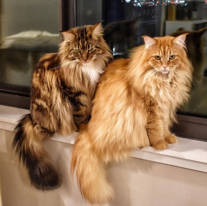 Os gatos Luna e Louie. (Foto: Instagram/luna_and_louie)