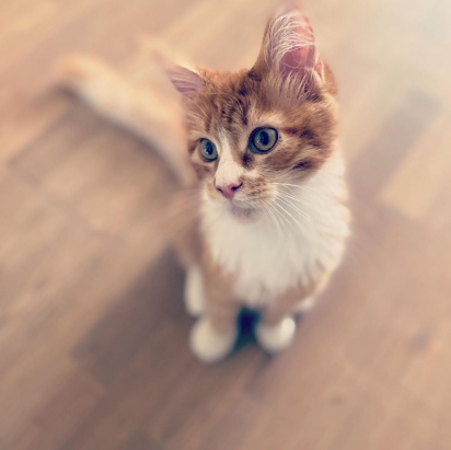 O gato Kayo. (Foto: Instagram/kayo.the.maine.coon)