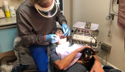 A chihuahua Kismet acalma pacientes durante o atendimento odontológico no consultório. (Foto: Cam Garrett) 
