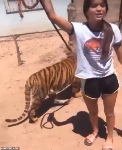 Uma menina em Sinaloa, México, exibe seu tigre de estimação do lado de fora de sua casa em Sinaloa, México. (Foto: Newsflash)