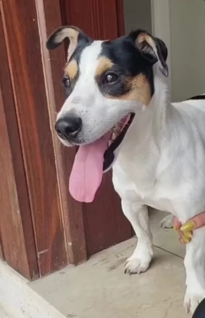 Cachorro perdido em condomínio aparece na porta da casa de Anitta. (Foto: Instagram/Anitta)